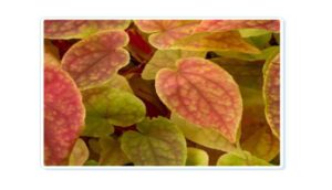 The Stem Cell Pink Lief